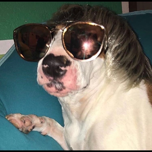 Meet your Posher, Emma - Picture 1 of 1